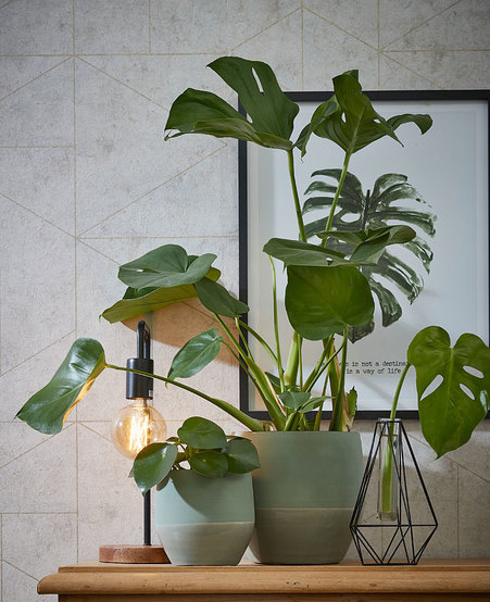 Monstera-plant-groen-wonen-botanisch-industrieel-interieur-planten-in-huis-interieur-stoere-plant-gatenplant