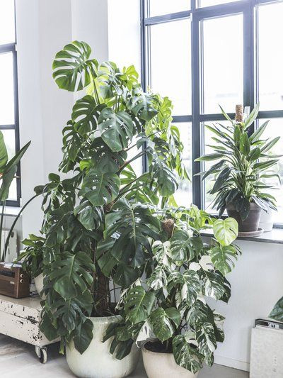 Monstera-plant-groen-wonen-botanisch-industrieel-interieur-planten-in-huis-interieur-stoere-plant-gatenplant