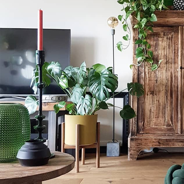 Monstera-plant-groen-wonen-botanisch-industrieel-interieur-planten-in-huis-interieur-stoere-plant-gatenplant