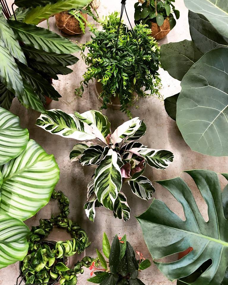 Monstera-plant-groen-wonen-botanisch-industrieel-interieur-planten-in-huis-interieur-stoere-plant-gatenplant