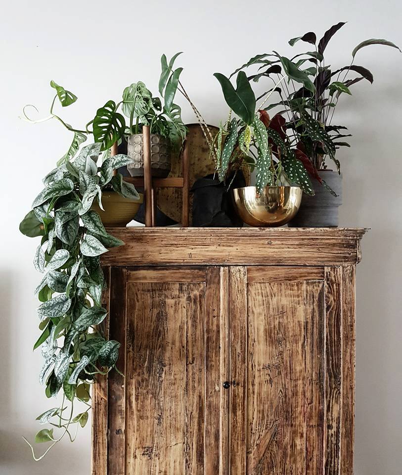 Monstera-plant-groen-wonen-botanisch-industrieel-interieur-planten-in-huis-interieur-stoere-plant-gatenplant