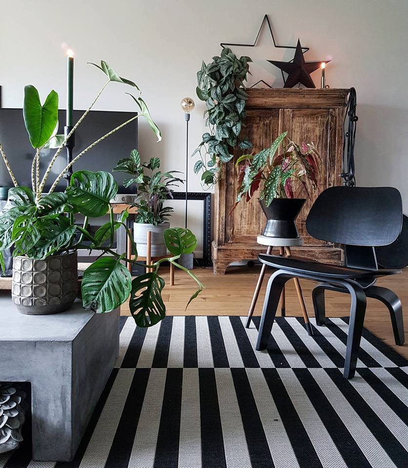 Monstera-plant-groen-wonen-botanisch-industrieel-interieur-planten-in-huis-interieur-stoere-plant-gatenplant