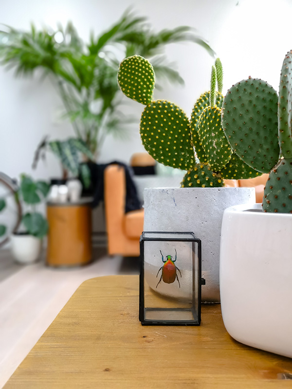 Cactus-interieur-groene-planten-groen-wonen-botanisch-interieur-natuur-interieur-decoratie-woonaccessoires