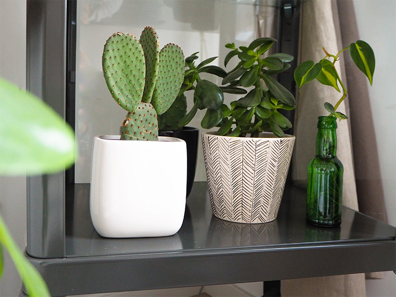 Cactus-interieur-groene-planten-groen-wonen-botanisch-interieur-natuur-interieur-decoratie-woonaccessoires