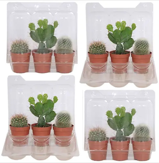 Cactus-interieur-groene-planten-groen-wonen-botanisch-interieur-natuur-interieur-decoratie-woonaccessoires