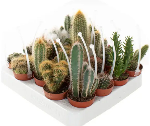 Cactus-interieur-groene-planten-groen-wonen-botanisch-interieur-natuur-interieur-decoratie-woonaccessoires