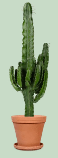 Cactus-interieur-groene-planten-groen-wonen-botanisch-interieur-natuur-interieur-decoratie-woonaccessoires