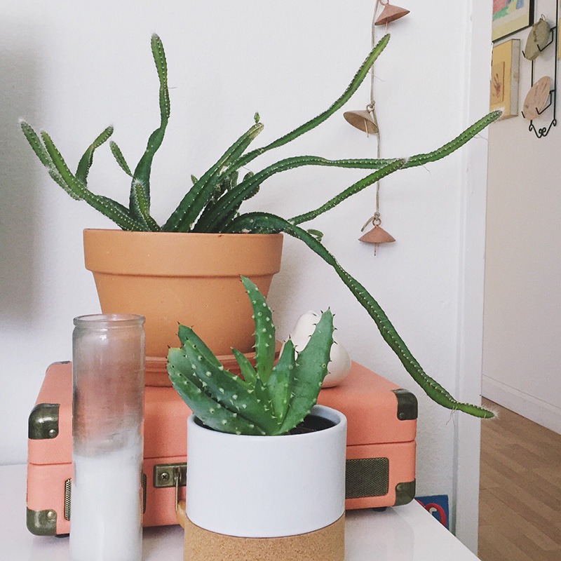 Cactus-interieur-groene-planten-groen-wonen-botanisch-interieur-natuur-interieur-decoratie-woonaccessoires