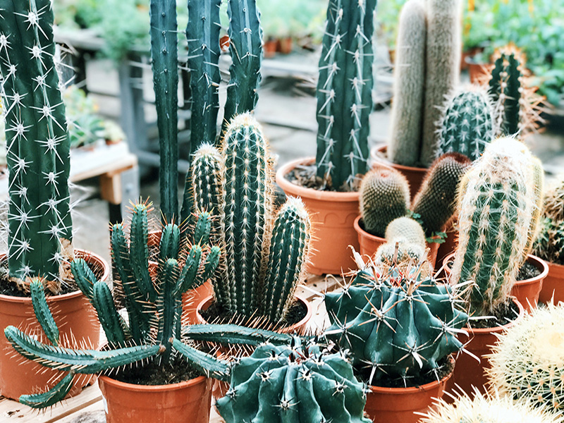 Cactus-interieur-groene-planten-groen-wonen-botanisch-interieur-natuur-interieur-decoratie-woonaccessoires