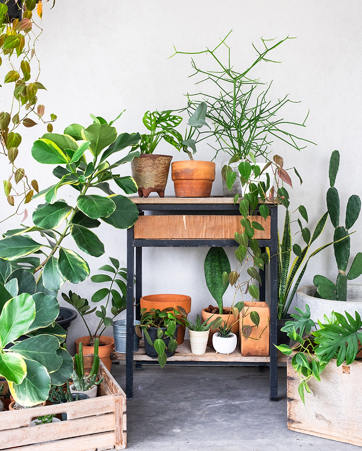 Planten-interieur-planten-woonkamer-groen-interieur-groen-wonen-jungle-interieur-botanische-woonstijl