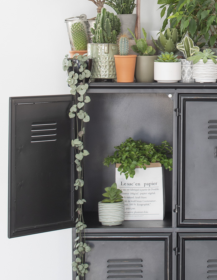 Zwarte-trolley-decoratie-chinees-lantaarnplantje-verzorgen-lantaarnplantje-stekken-planten-in-huis-hangplant-binnen-planten woonkamer-hangplant op kast 1