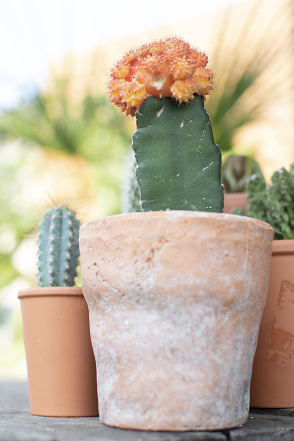 mini cactus groen interieur planten in huis cactus huisplanten kleine kamerplanten makkelijke kamperplanten planten woonkamer cactus gymnocalycium gymnocalycium mihanovichii tropische planten