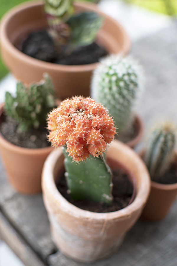 mini cactus groen interieur planten in huis cactus huisplanten kleine kamerplanten makkelijke kamperplanten planten woonkamer cactus gymnocalycium gymnocalycium mihanovichii tropische planten