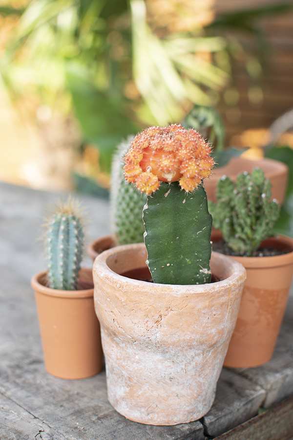 mini cactus groen interieur planten in huis cactus huisplanten kleine kamerplanten makkelijke kamperplanten planten woonkamer cactus gymnocalycium gymnocalycium mihanovichii tropische planten