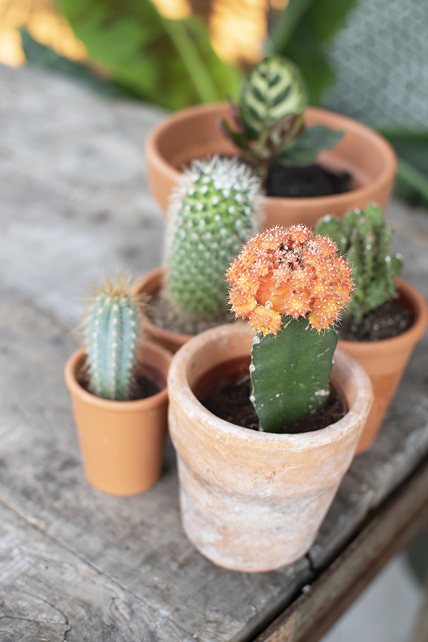 mini cactus groen interieur planten in huis cactus huisplanten kleine kamerplanten makkelijke kamperplanten planten woonkamer cactus gymnocalycium gymnocalycium mihanovichii tropische planten