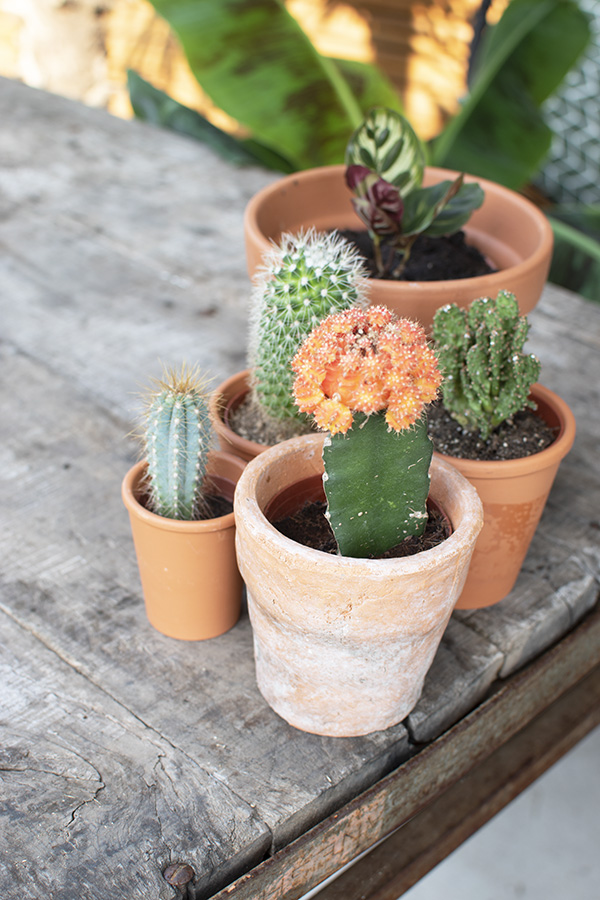 mini cactus groen interieur planten in huis cactus huisplanten kleine kamerplanten makkelijke kamperplanten planten woonkamer cactus gymnocalycium gymnocalycium mihanovichii tropische planten