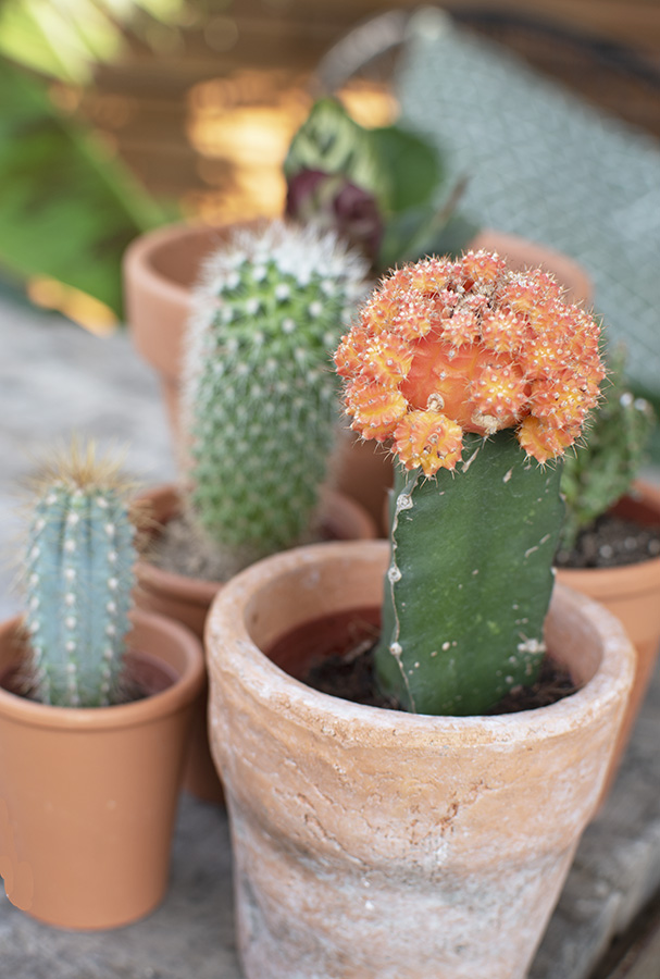 mini cactus groen interieur planten in huis cactus huisplanten kleine kamerplanten makkelijke kamperplanten planten woonkamer cactus gymnocalycium gymnocalycium mihanovichii tropische planten