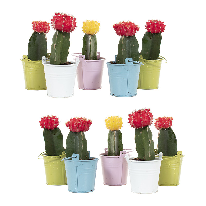 mini cactus groen interieur planten in huis cactus huisplanten kleine kamerplanten makkelijke kamperplanten planten woonkamer cactus gymnocalycium gymnocalycium mihanovichii tropische planten