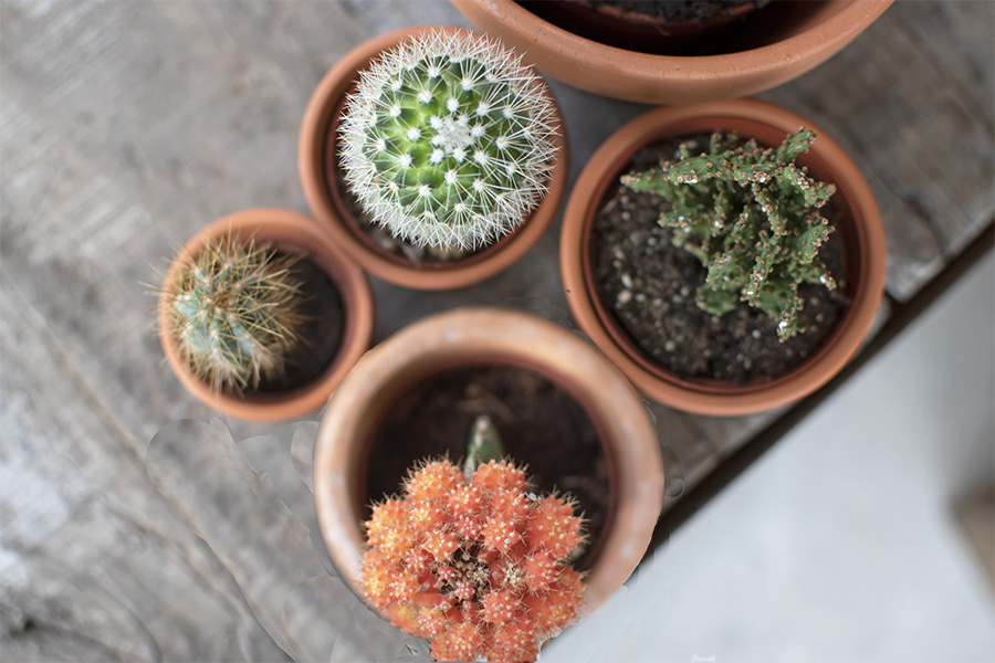 mini cactus groen interieur planten in huis cactus huisplanten kleine kamerplanten makkelijke kamperplanten planten woonkamer cactus gymnocalycium gymnocalycium mihanovichii tropische planten