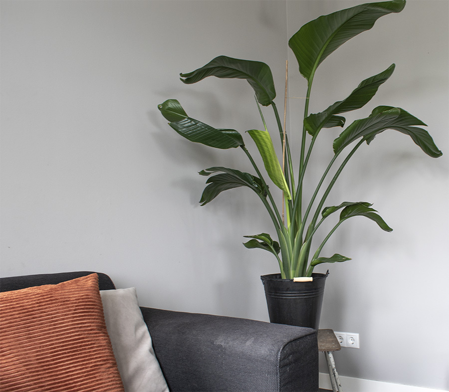 paradijsvogelplant verzorging strelitzia paradijsvogelplant strelitzia kamerplant paradijsvogelplant groot plant strelitzia nicolai huisplanten planten in huis groen in huis woonkamer planten hippe kamerplant veel planten in huis