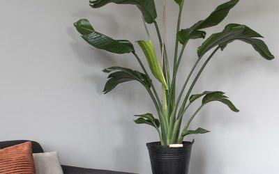 paradijsvogelplant verzorging strelitzia paradijsvogelplant strelitzia kamerplant paradijsvogelplant groot plant strelitzia nicolai huisplanten planten in huis groen in huis woonkamer planten hippe kamerplant veel planten in huis