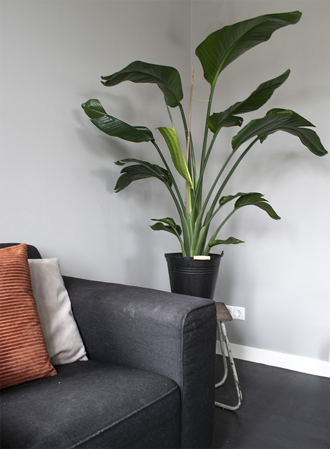 paradijsvogelplant verzorging strelitzia paradijsvogelplant strelitzia kamerplant paradijsvogelplant groot plant strelitzia nicolai huisplanten planten in huis groen in huis woonkamer planten hippe kamerplant veel planten in huis