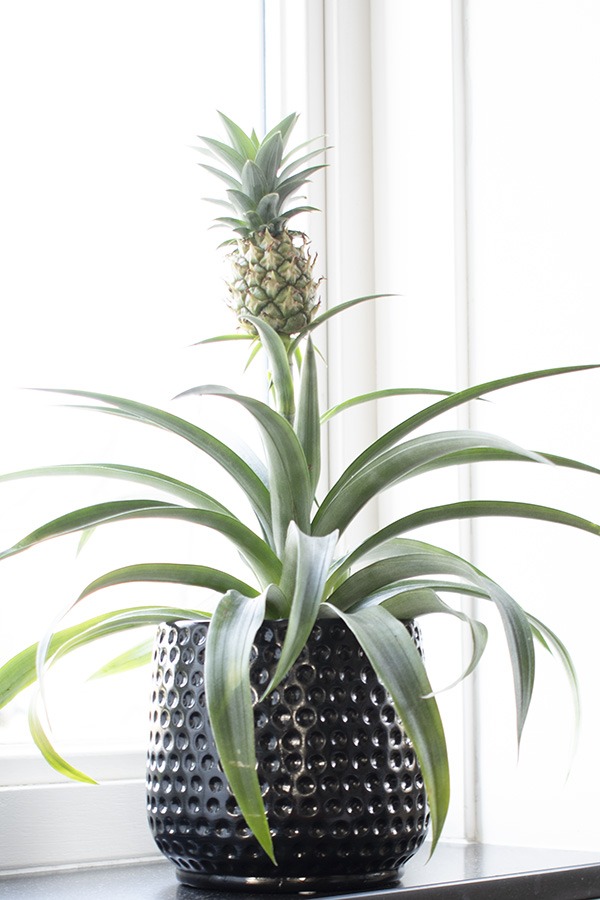 ananasplant kamerplanten ananas plant planten in huis bijzondere kamerplanten groene plant tropische plant huiskamerplant kleine planten huisplanten hippe kamerplant