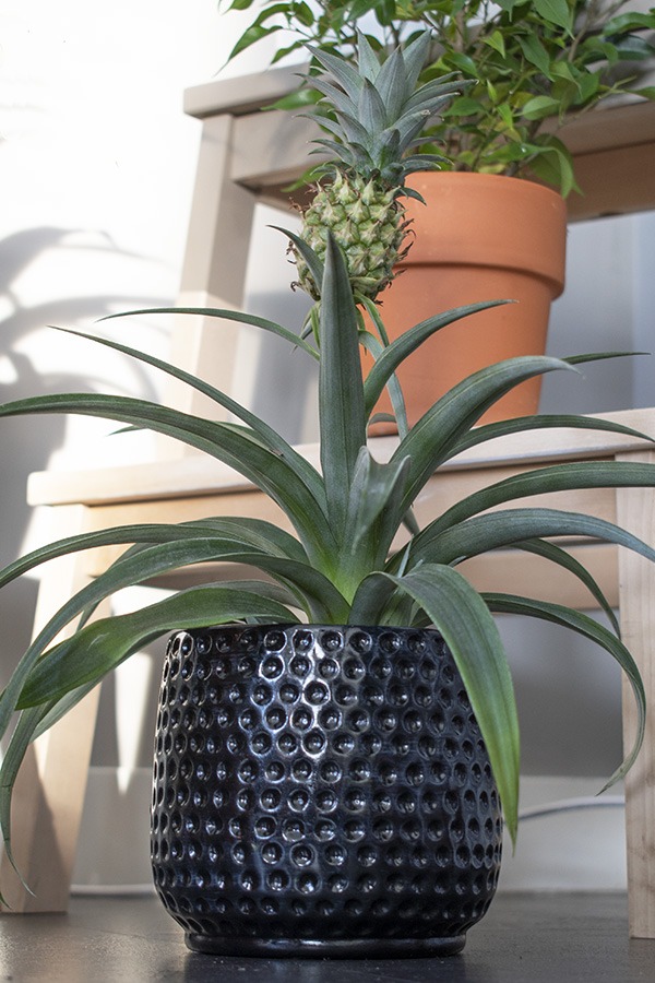 ananasplant kamerplanten ananas plant planten in huis bijzondere kamerplanten groene plant tropische plant huiskamerplant kleine planten huisplanten hippe kamerplant