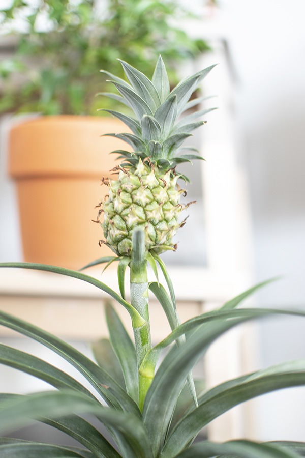 ananasplant kamerplanten ananas plant planten in huis bijzondere kamerplanten groene plant tropische plant huiskamerplant kleine planten huisplanten hippe kamerplant