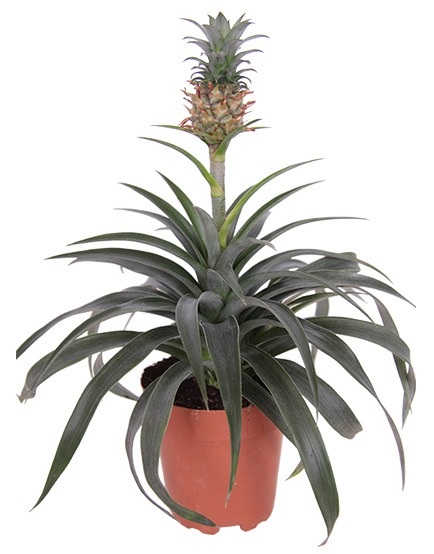 ananasplant kamerplanten ananas plant planten in huis bijzondere kamerplanten groene plant tropische plant huiskamerplant kleine planten huisplanten hippe kamerplant