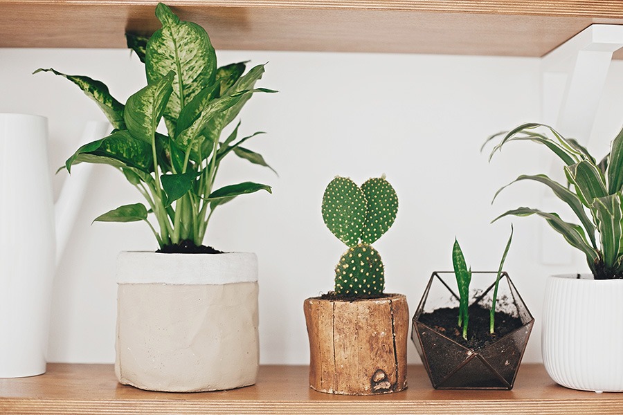 planten water geven groen in huis planten in huis planten verzorgen bananenplant verzorgen monstera verzorging aloe vera verzorgen strelitzia nicolai verzorging cactus water geven pannenkoekplant verzorgen kamerplanten verzorgen yucca verzorging