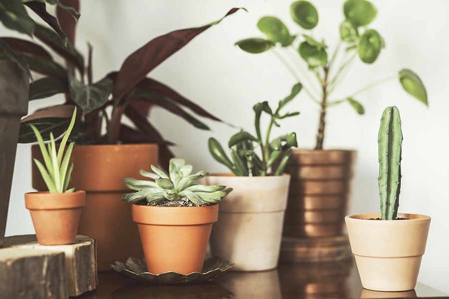 planten water geven groen in huis planten in huis planten verzorgen bananenplant verzorgen monstera verzorging aloe vera verzorgen strelitzia nicolai verzorging cactus water geven pannenkoekplant verzorgen kamerplanten verzorgen yucca verzorging