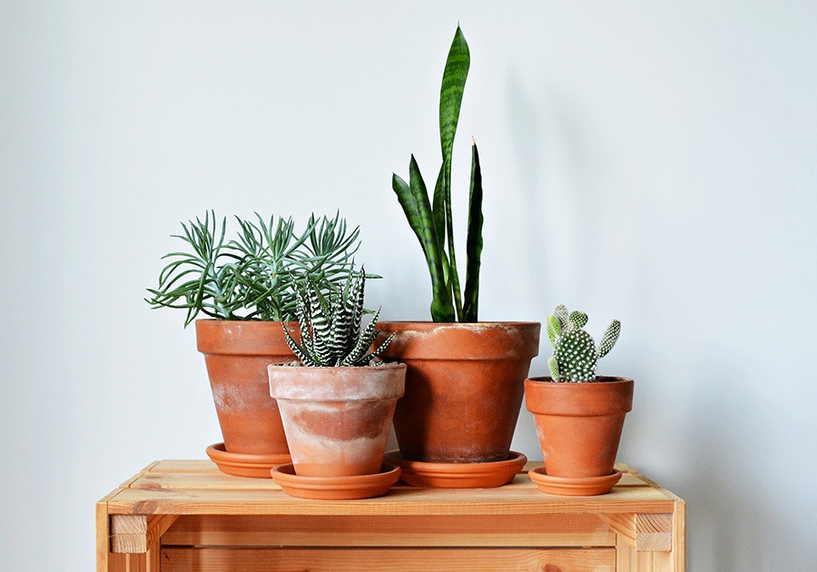 planten water geven groen in huis planten in huis planten verzorgen bananenplant verzorgen monstera verzorging aloe vera verzorgen strelitzia nicolai verzorging cactus water geven pannenkoekplant verzorgen kamerplanten verzorgen yucca verzorging