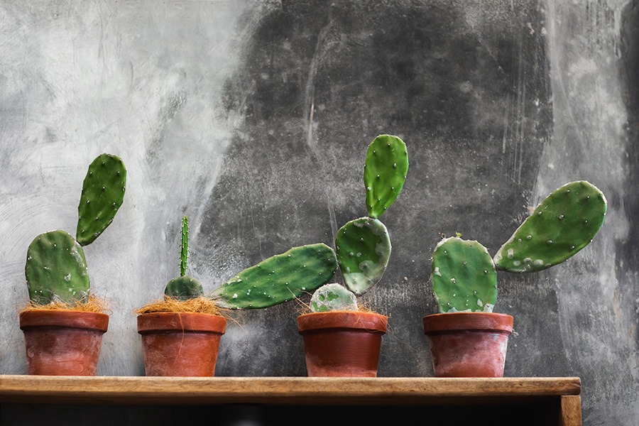 planten water geven groen in huis planten in huis planten verzorgen bananenplant verzorgen monstera verzorging aloe vera verzorgen strelitzia nicolai verzorging cactus water geven pannenkoekplant verzorgen kamerplanten verzorgen yucca verzorging