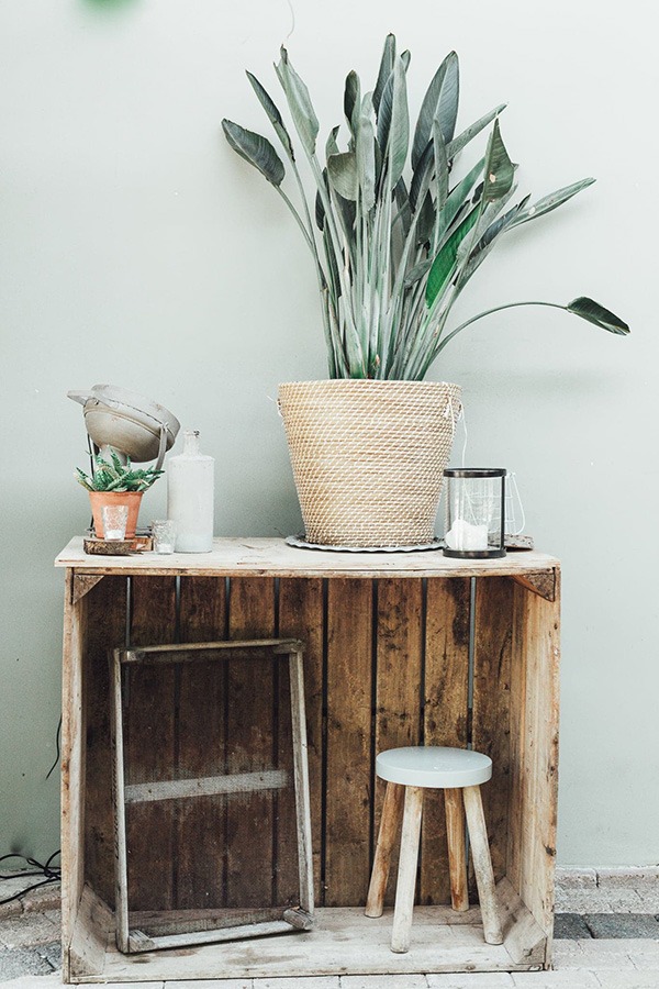 planten water geven groen in huis planten in huis planten verzorgen bananenplant verzorgen monstera verzorging aloe vera verzorgen strelitzia nicolai verzorging cactus water geven pannenkoekplant verzorgen kamerplanten verzorgen yucca verzorging