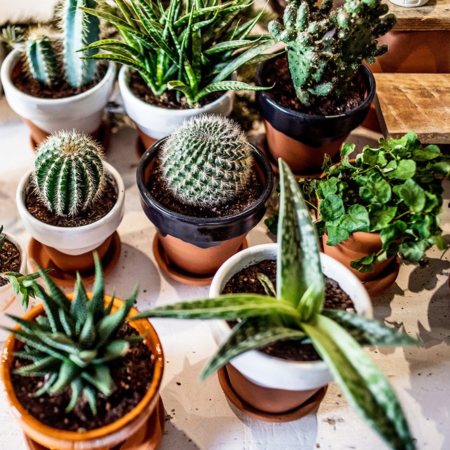 planten water geven groen in huis planten in huis planten verzorgen bananenplant verzorgen monstera verzorging aloe vera verzorgen strelitzia nicolai verzorging cactus water geven pannenkoekplant verzorgen kamerplanten verzorgen yucca verzorging