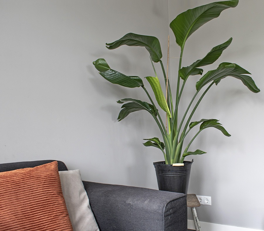 planten water geven groen in huis planten in huis planten verzorgen bananenplant verzorgen monstera verzorging aloe vera verzorgen strelitzia nicolai verzorging cactus water geven pannenkoekplant verzorgen kamerplanten verzorgen yucca verzorging