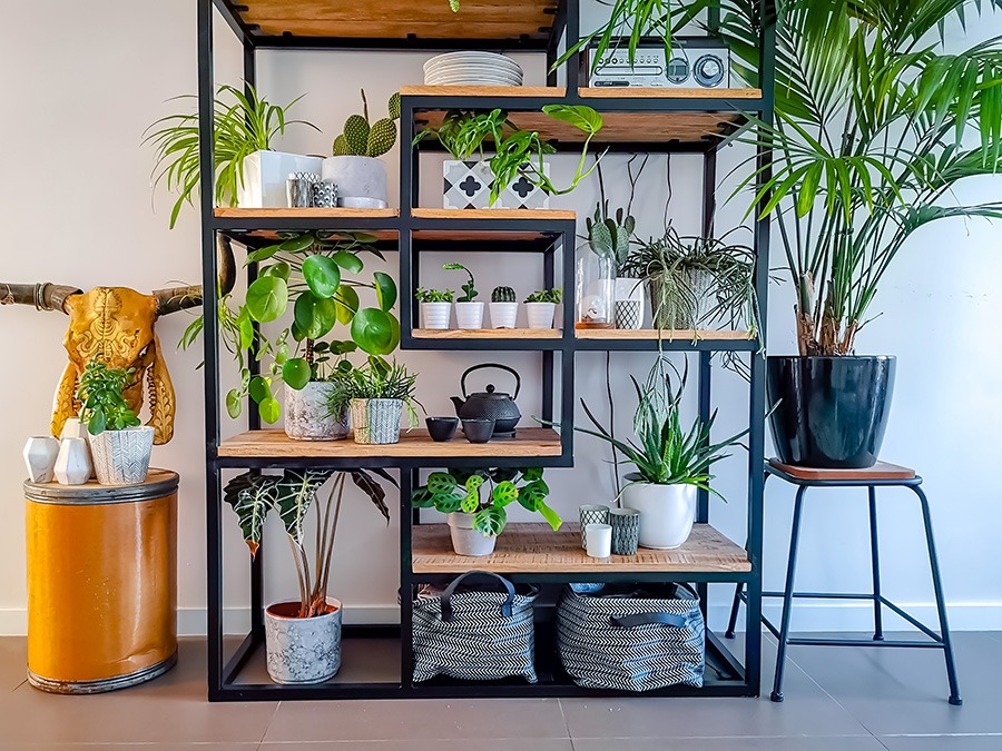 planten water geven groen in huis planten in huis planten verzorgen bananenplant verzorgen monstera verzorging aloe vera verzorgen strelitzia nicolai verzorging cactus water geven pannenkoekplant verzorgen kamerplanten verzorgen yucca verzorging