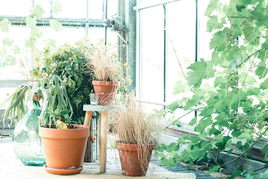 planten water geven groen in huis planten in huis planten verzorgen bananenplant verzorgen monstera verzorging aloe vera verzorgen strelitzia nicolai verzorging cactus water geven pannenkoekplant verzorgen kamerplanten verzorgen yucca verzorging