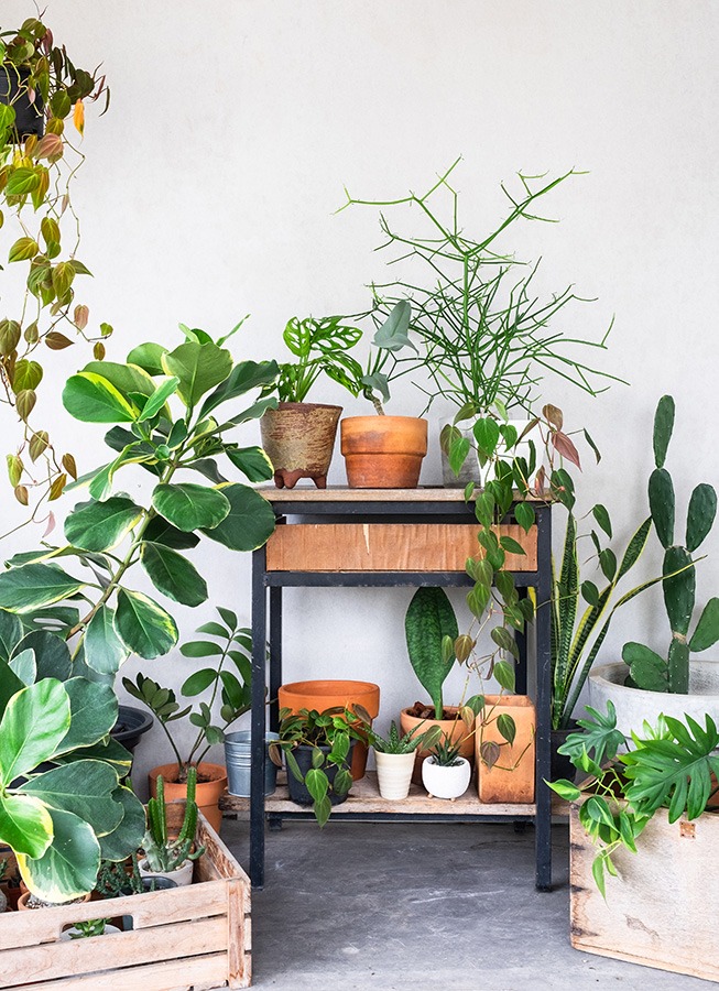 planten water geven groen in huis planten in huis planten verzorgen bananenplant verzorgen monstera verzorging aloe vera verzorgen strelitzia nicolai verzorging cactus water geven pannenkoekplant verzorgen kamerplanten verzorgen yucca verzorging