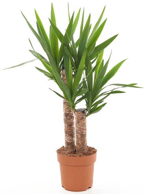 planten water geven groen in huis planten in huis planten verzorgen bananenplant verzorgen monstera verzorging aloe vera verzorgen strelitzia nicolai verzorging cactus water geven pannenkoekplant verzorgen kamerplanten verzorgen yucca verzorging