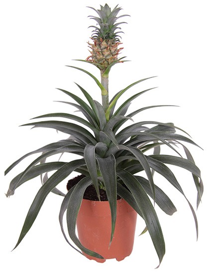 planten water geven groen in huis planten in huis planten verzorgen bananenplant verzorgen monstera verzorging aloe vera verzorgen strelitzia nicolai verzorging cactus water geven pannenkoekplant verzorgen kamerplanten verzorgen yucca verzorging