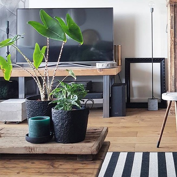 planten water geven groen in huis planten in huis planten verzorgen bananenplant verzorgen monstera verzorging aloe vera verzorgen strelitzia nicolai verzorging cactus water geven pannenkoekplant verzorgen kamerplanten verzorgen yucca verzorging