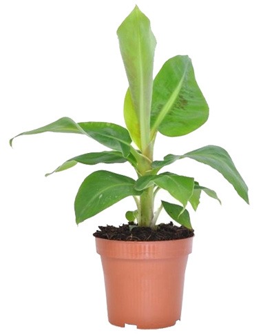 planten water geven groen in huis planten in huis planten verzorgen bananenplant verzorgen monstera verzorging aloe vera verzorgen strelitzia nicolai verzorging cactus water geven pannenkoekplant verzorgen kamerplanten verzorgen yucca verzorging