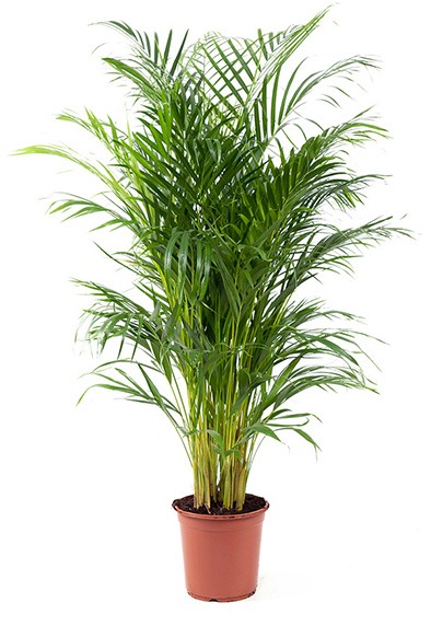 planten water geven groen in huis planten in huis planten verzorgen bananenplant verzorgen monstera verzorging aloe vera verzorgen strelitzia nicolai verzorging cactus water geven pannenkoekplant verzorgen kamerplanten verzorgen yucca verzorging