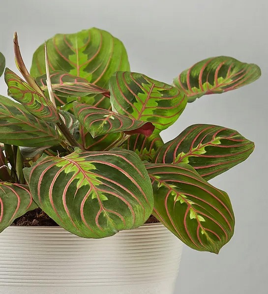 plant van het jaar plant 2021 maranta maranta leuconeura calathea maranta tiengebodenplant gebedsplant plant maranta kamerplant hippe kamerplanten binnenplant