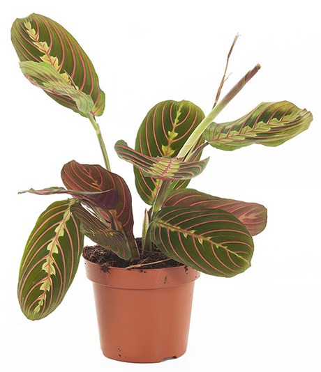 plant van het jaar plant 2021 maranta maranta leuconeura calathea maranta tiengebodenplant gebedsplant plant maranta kamerplant hippe kamerplanten binnenplant