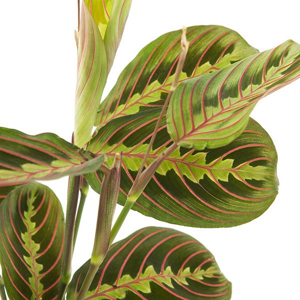 plant van het jaar plant 2021 maranta maranta leuconeura calathea maranta tiengebodenplant gebedsplant plant maranta kamerplant hippe kamerplanten binnenplant