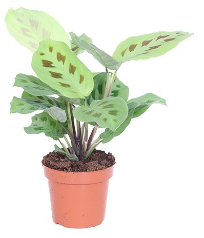 plant van het jaar plant 2021 maranta maranta leuconeura calathea maranta tiengebodenplant gebedsplant plant maranta kamerplant hippe kamerplanten binnenplant