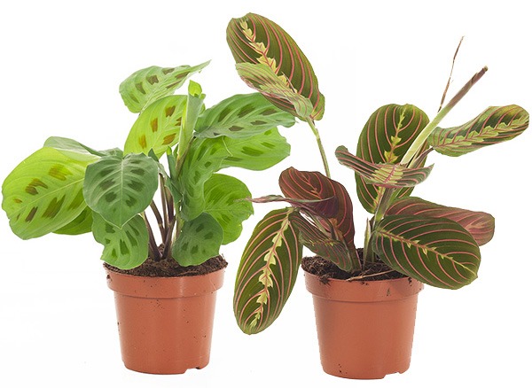 plant van het jaar plant 2021 maranta maranta leuconeura calathea maranta tiengebodenplant gebedsplant plant maranta kamerplant hippe kamerplanten binnenplant